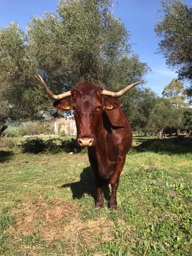 Casa Rural El Vihuelo El Bosque Kültér fotó