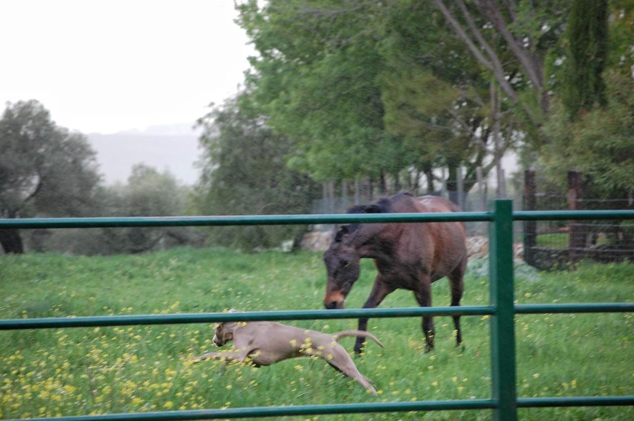 Casa Rural El Vihuelo El Bosque Kültér fotó