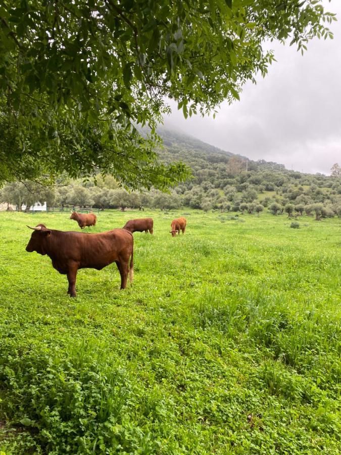Casa Rural El Vihuelo El Bosque Kültér fotó
