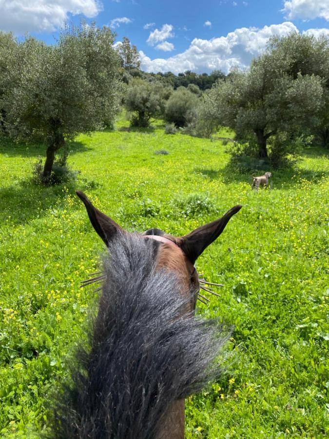 Casa Rural El Vihuelo El Bosque Kültér fotó