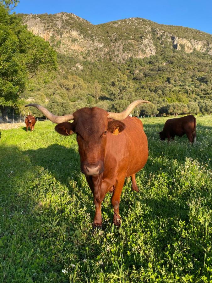 Casa Rural El Vihuelo El Bosque Kültér fotó