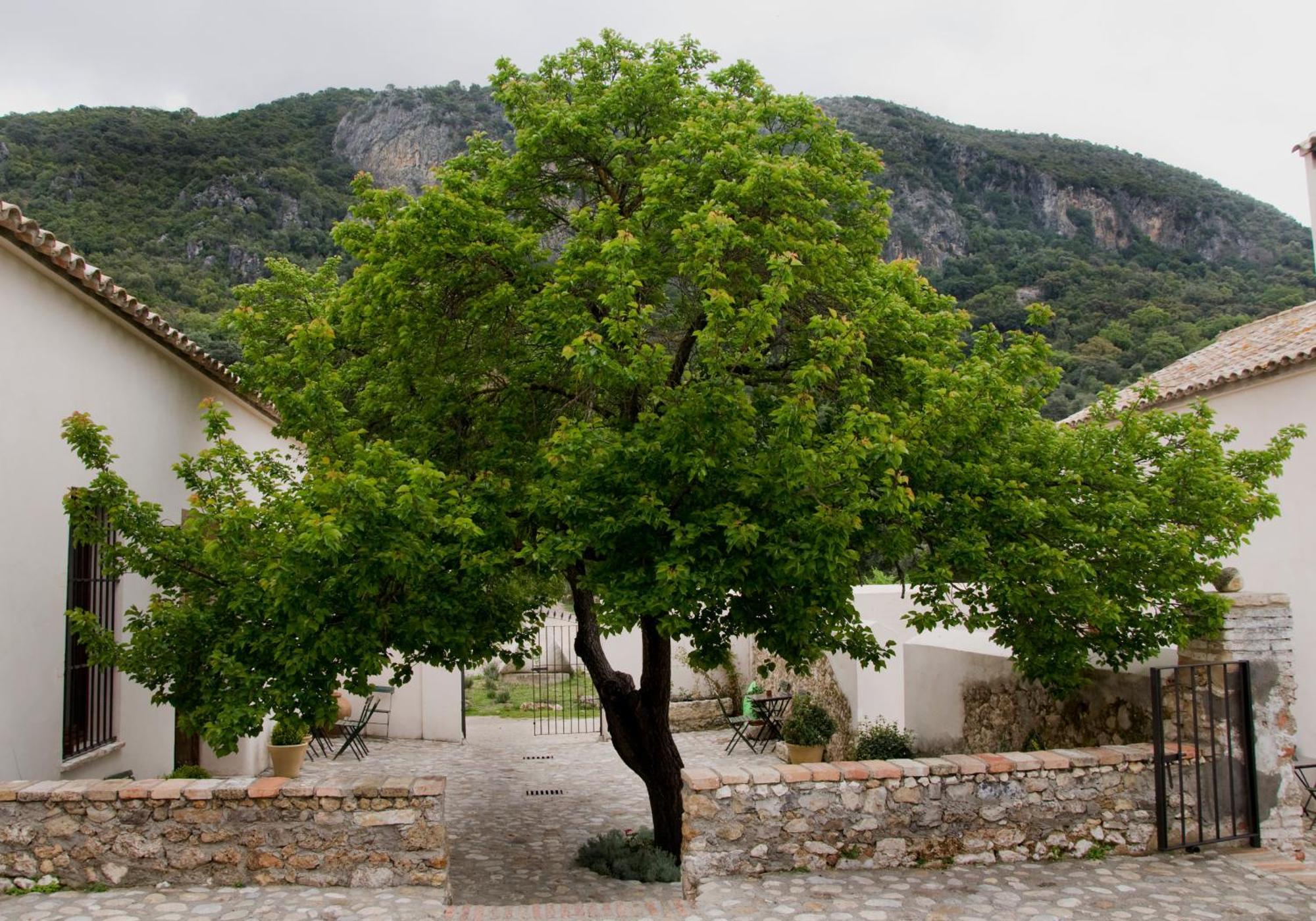 Casa Rural El Vihuelo El Bosque Kültér fotó